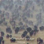 Bison aka Buffalo Herd Running in Stampede in South Dakota