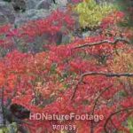 Black Hills South Dakota Forest Colors Leaves Foliage Vegetation in Fall