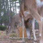 White-tailed Deer Pair in Black Hills and Supplemental Feed Block