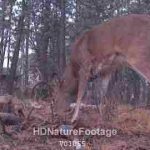 North American White-tailed Deer Buck in Town Residential Area