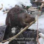 American Beaver Swimming in Wetland Pond by Dam