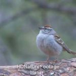 Chipping Sparrow Resting Black Hills Snowing in Spring
