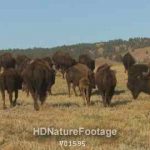 Bison Bull Cow Young Walking Herd Custer State Park in Summer