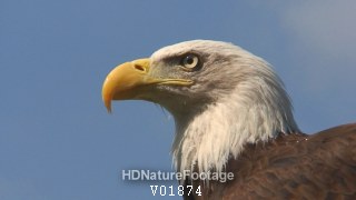Handheld Closeup of Bald Eagle Face