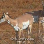 Pronghorn Antelope Buck Doe Panting Breathing Hard Pair