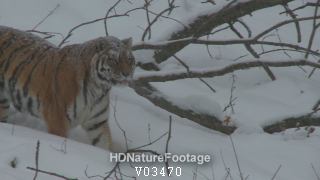 Siberian Tiger Walking in Snow Snowing in Winter