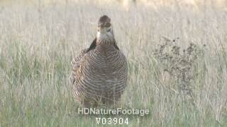 Prairie Chicken Cock Breeding Dancing Courtship Display Lek In Spring Windy