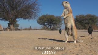 Cute African Ground Squirrel Standing on Hind Feet in Dry Season