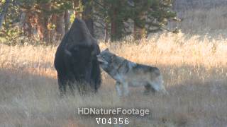Wolf Predation Capture Bite Attack Bring Down Bison aka Buffalo in Yellowstone
