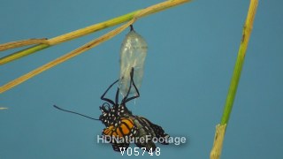 Monarch Metamorphosis Change Emerging Chrysalis Butterfly in Summer