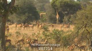 Impala and Giraffe Herds in Savannah at Kruger National Park South Africa