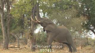 African Elephant Bull Feeding on Tree Branch Kruger National Park