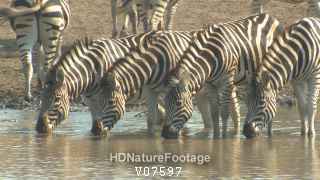 Burchell'S Zebra Herd Drinking Water Kruger National Park South Africa