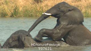 African Elephant Bulls Playing in Water at Kruger National Park Water