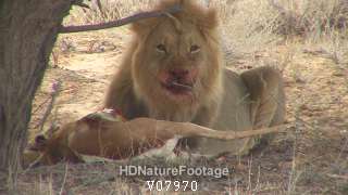 African Lion Male Predation Eating Springbok Kgadagali Transfrontier Park