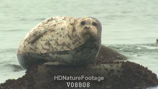 Harbor Seal Resting on Rock Monterey California