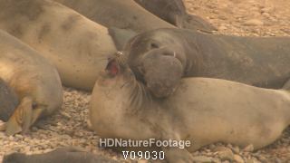 Elephant Seal Bull Cow Breeding Seals at Point Reyes National Seashore