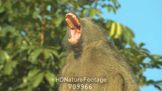 Chacma Baboon Male Yawning Open Mouth Teeth Kruger National Park