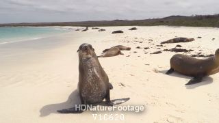 Galapagos Sea Lion Walking Galapagos Islands Sandy Beach Espanola Island