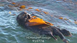 Sea Otter Sleeping Resting Kelp Bed in California