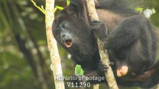 Howler Monkey Male Eating Lamanai Belize