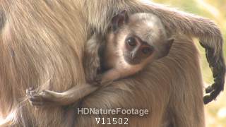 Gray Langur Monkey Young Baby Newborn Infant Face in India