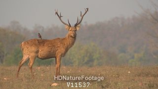 Barasingha Buck Stag Male Kanha National Park India in Spring
