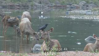 Sambar Herd Large-Billed Crow in India Mutualism in Species