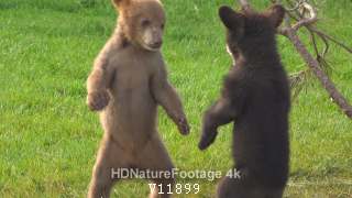 Black Bear Cubs Fighting Pair Young Playing Wrestling in Spring