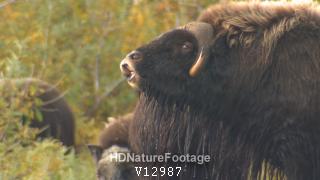 Musk Ox Bull Cow Pair Breeding in Fall Lip Curl Flehmen Smelling Oder