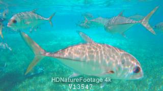 Saltwater Caribbean Ocean Marine Fish in Clear Water in Belize