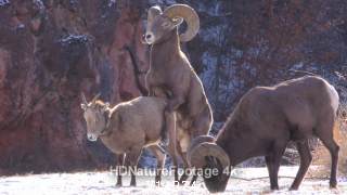 Bighorn Sheep Male Female Mating Sex Mounting Copulation in South Dakota