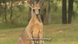 Eastern Grey Kangaroo Buck Pair Eating and Grazing in Clearing in Australia