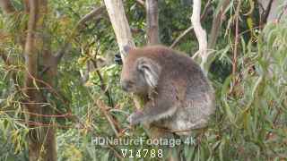 Koala Eating and Browsing on Eucalyptus Tree Leaf and Leaves in Australia