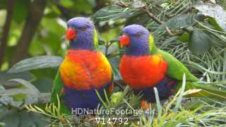 Colorful Rainbow Lorikeet Bird Pair of Parrots Perched and Flying in Australia
