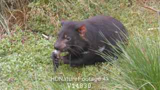 Tasmanian Devil Eating Scavenging on Meat Food Carrion