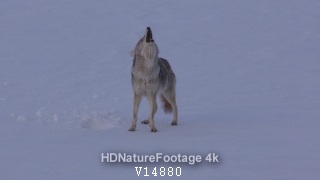 Coyote Calling Communicating Howling Barking Singing in in Winter Snow