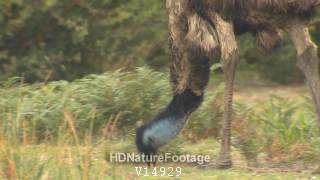 Closeup of Emu Bird Foraging and Walking Legs and Feet in Australia