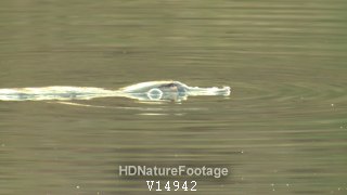 Platypus Swimming Diving Underwater Trail Of Bubbles In Australia