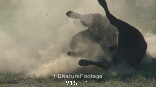 Bison Bull Male Breeding Behavior in Summer Dust Dirt Rolling Roar Display