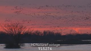 Sandhill Crane Flock Flying at Sunset Twilight Circling in Orange Sky