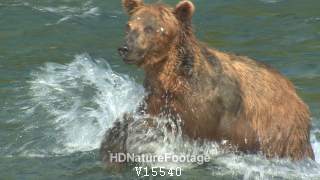 Brown Bear Running Splashing Looking Underwater Fishing in Alaska in Summer