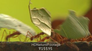 Ground Level of Leaf Cutter Ants Carrying Leaves in Costa Rica