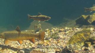 Brook Trout Fish School on Gravel Bottom Clear Pristine Water in Stream