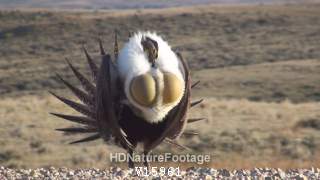 Sage Grouse Cock Male Breeding Behavior Display in Spring in Wyoming