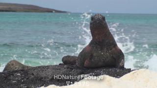 Marine Iguana Galapagos Islands by Surf Waves Ocean