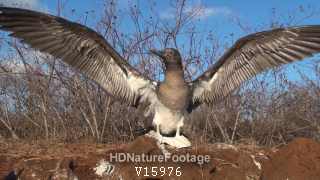 Blue-footed Booby Bird Galapagos Islands Flapping Wings