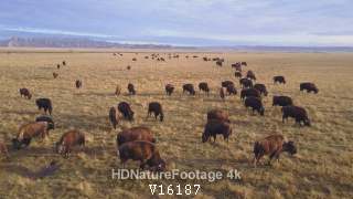 Aerial Flyover of Bison aka Buffalo Herd Eating Feeding Grazing in Spring