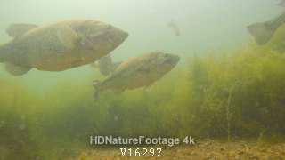 Largemouth Bass School in Spring Underwater in South Dakota