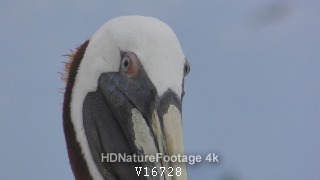 Closeup of Brown Pelican Bird Looking Around Eyes and Face